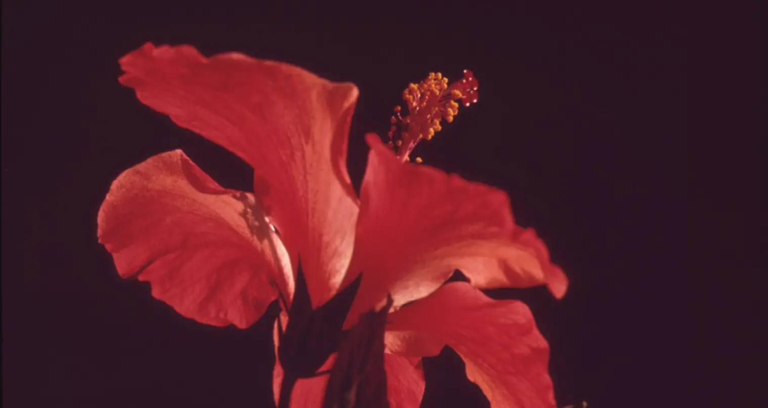 Fotografia em primeiro plano de uma flor vermelha.